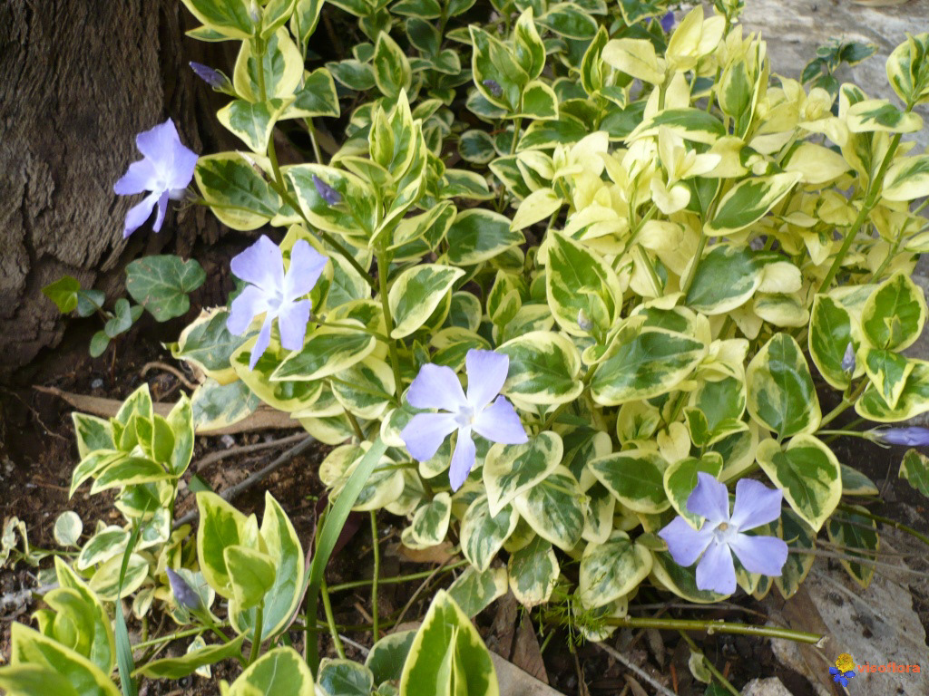 Vinca Vine Major High Color