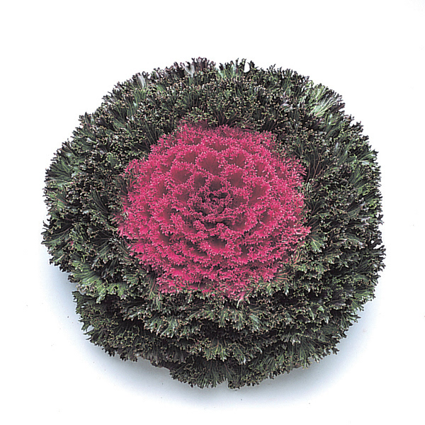 Ornamental Kale