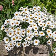 Argyranthemum Grand Daisy White