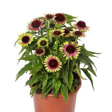 Echinacea (Cone Flower) Vintage Lime