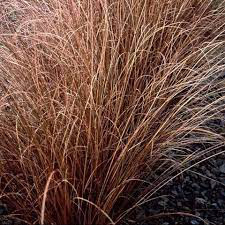 Grass Red Rooser