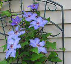 Clematis Ramona