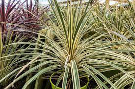 Cordyline Bi-Color