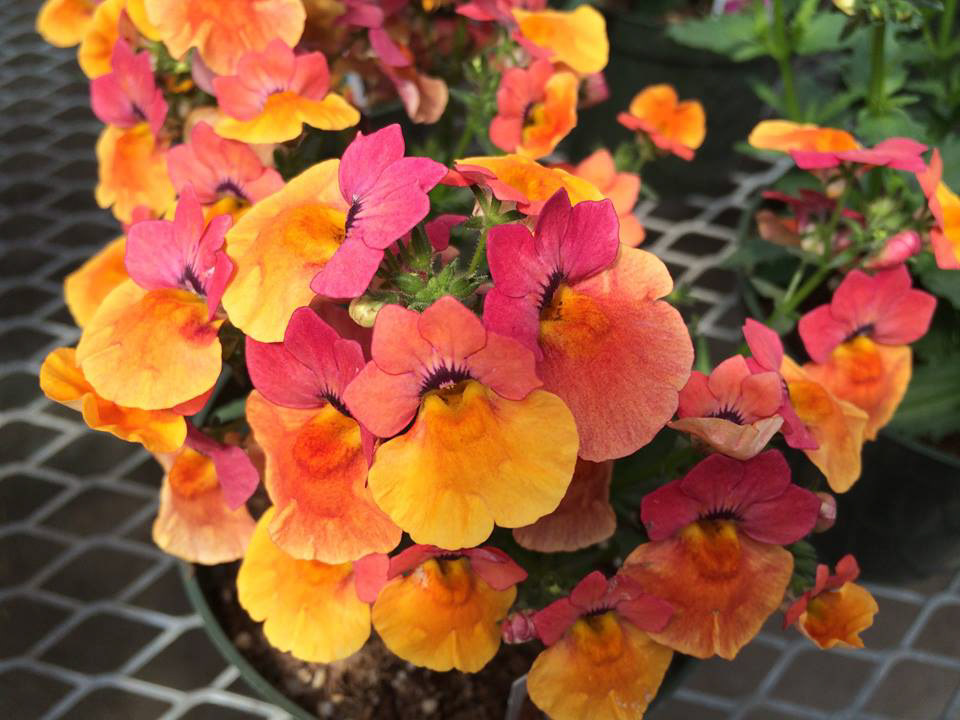 Nemesia Angelart Peach