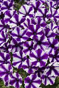 Supertunia Mini Vista Violet Star PW