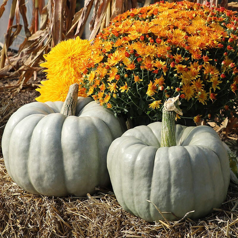 Blue Doll Pumpkin