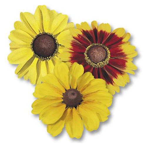 Rudbeckia Toto