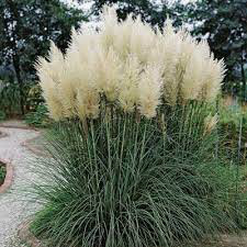 Grass Pampas White