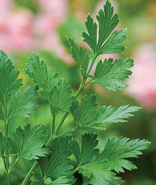 Parsley Italian Flat Leaf