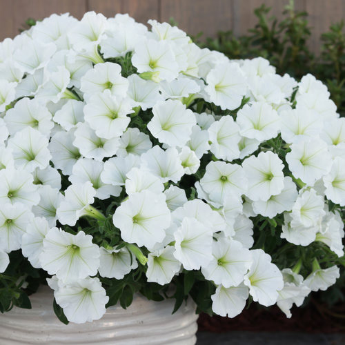 Supertunia Vista Snowdrift PW