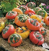 Turks Turbin Gourd/Squash
