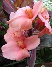 Canna Alberich
