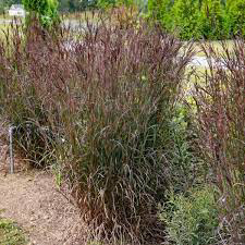 Grass Feather Reed (Andropogon)Blackhawks