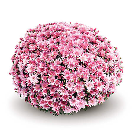 Arluno Pink Deco Gediflora