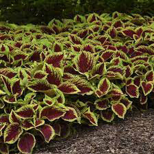 Coleus Kong Jr. Scarlet