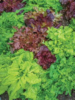 Lettuce Looseleaf Blend