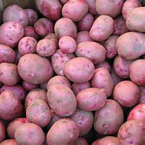 Red Seed Potatoes