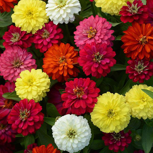 Zinnia Double Brillant