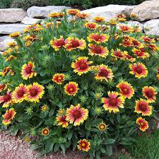 Gaillardia Arizonia Sun