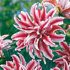 Oriental Lily Magic Star