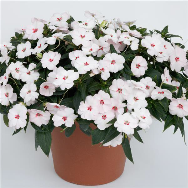 Sunpatien Vigorous Sweetheart White