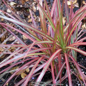 Dracaenia (Spike) Marinata Bi-Color