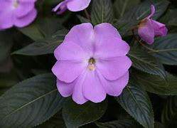New Guiena Sonic Light Lavendar