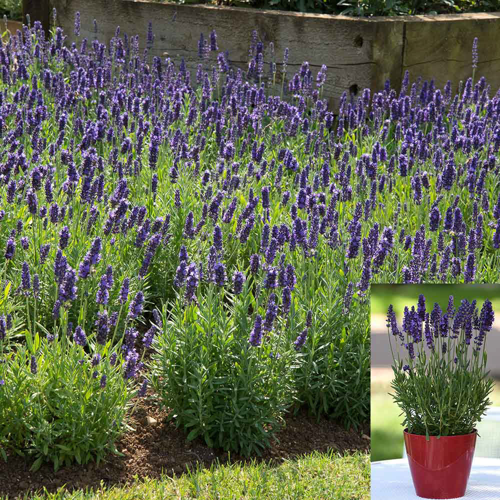 Lavendar Blue Spear