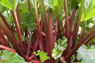 Rhubarb ~ Canadian Red