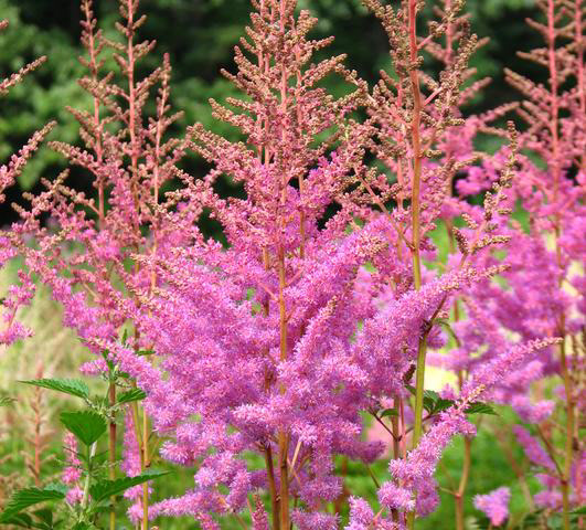 Astilbe Amethyst