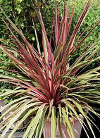 Cordyline Can Can