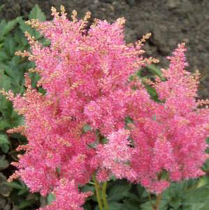 Astilbe Rineland