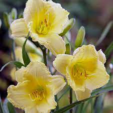 Daylily Fragrant Return