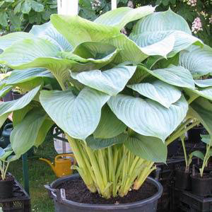 Hosta Empress Wu (Giant)