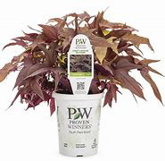 PW Impomoea Sweet Caroline Red Hawk