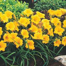 Daylily Stella D'Oro