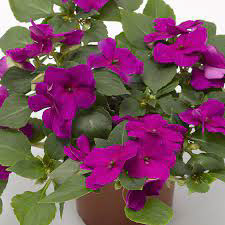 Imara Purple
