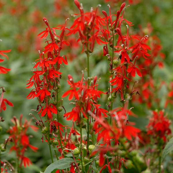 Cardinal Flower (Scarlet Lobelia)