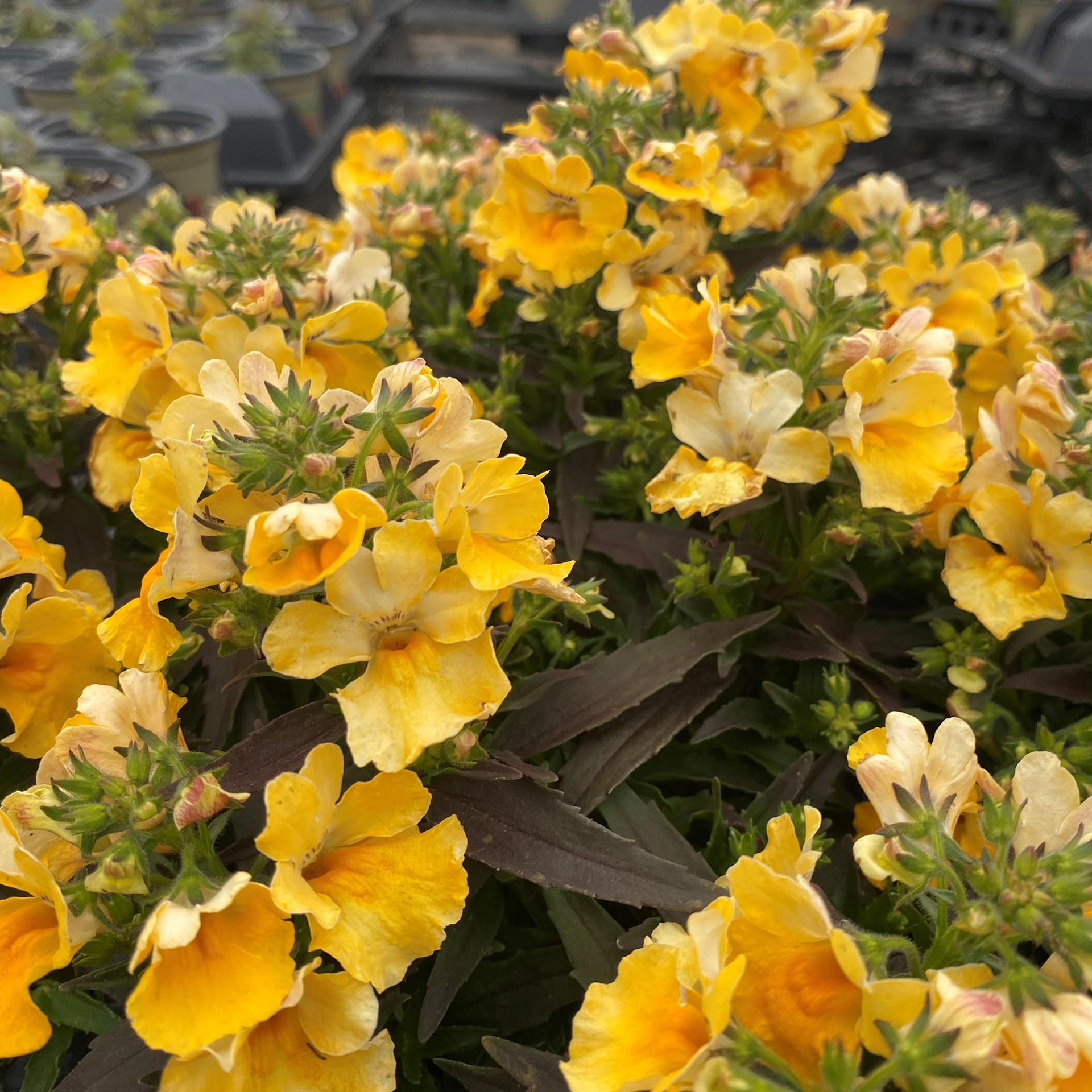 Nemesia Angelart Banana