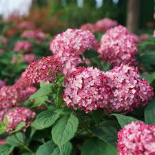 Hydrangea Invincibelle Mini Ruby