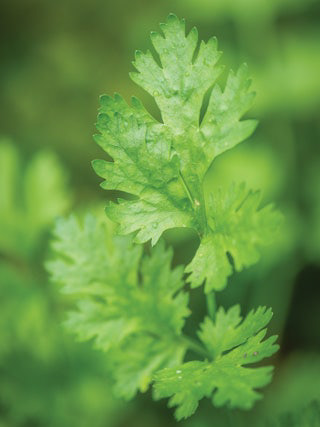 Cilantro Calypso