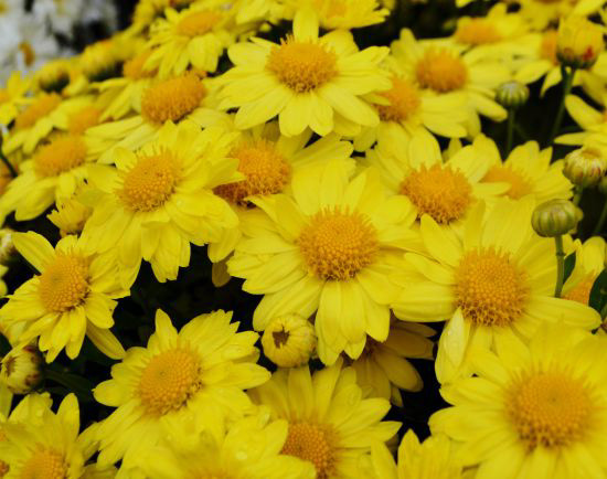 Sundance Daisy Igloo