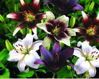 Oriental Lily Mysterious Blend