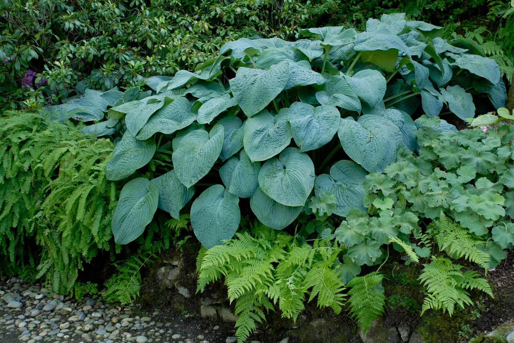 Hosta Blue Angel (Giant)