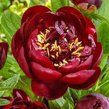 Peony Buckeye Belle