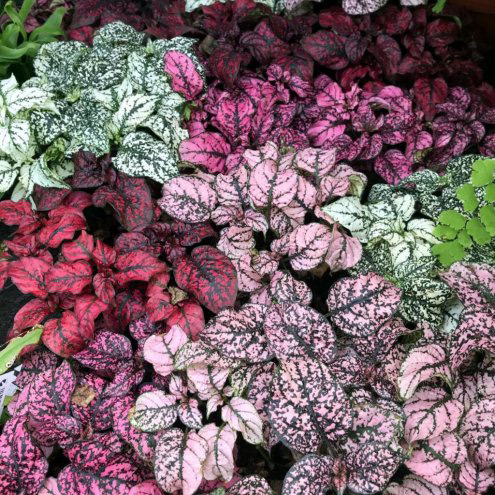 Hypoestes (Polka Dot Plant)