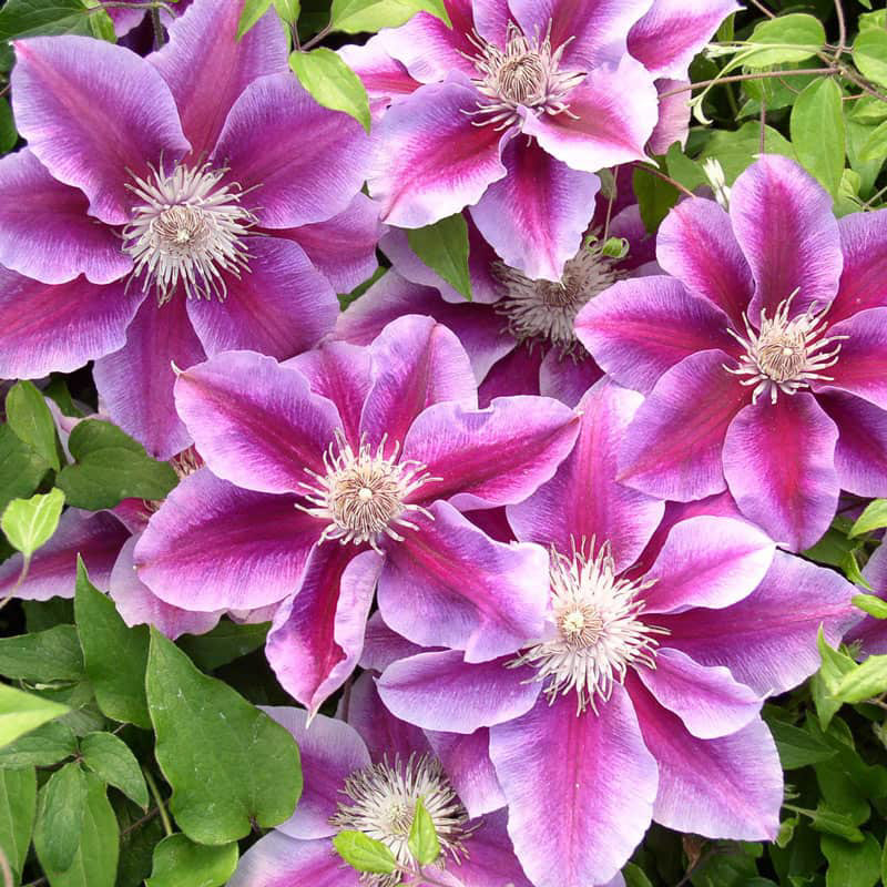 Clematis Killian Donahue