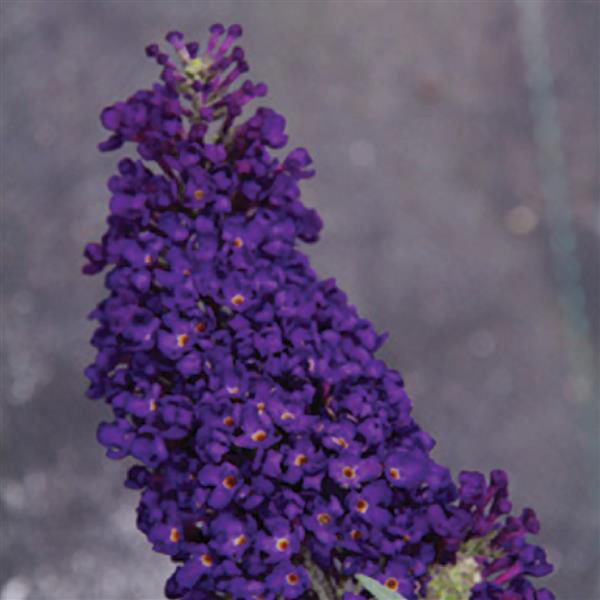 Butterfly Bush "Buzz Midnight"