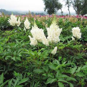 Astilbe White Gloria