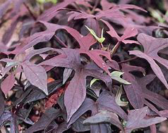 Impomoea Blackie Sweet Potato Vine